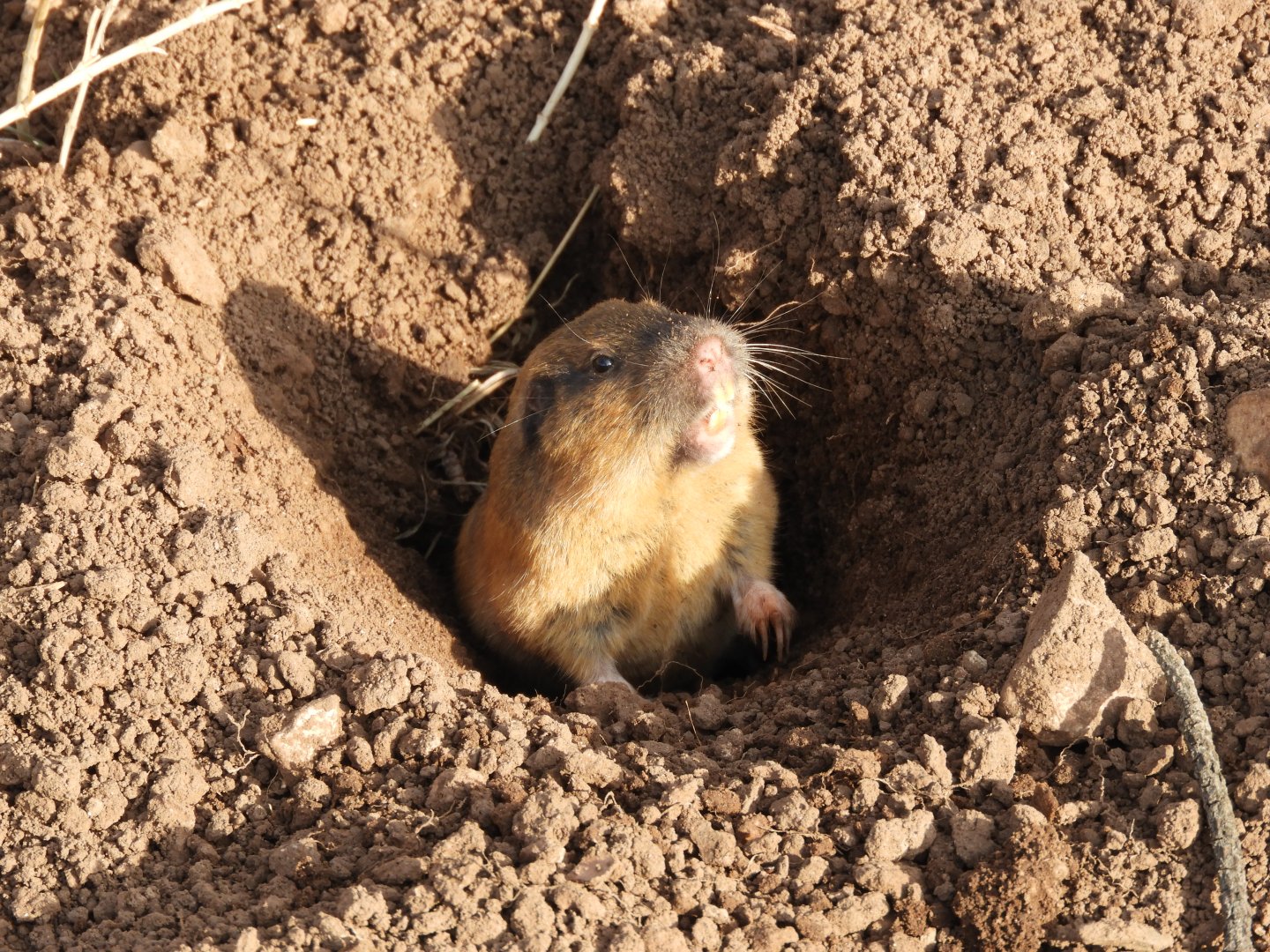 Botta's Pocket Gopher (Thomomys bottae)