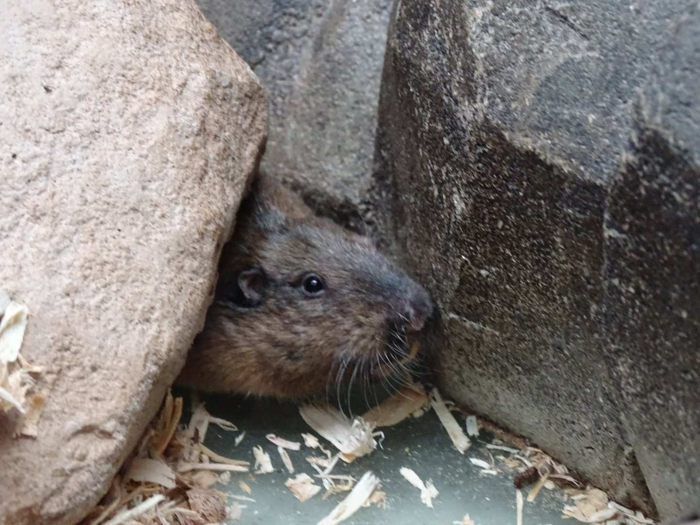 Botta's pocket gopher (Thomomys bottae)