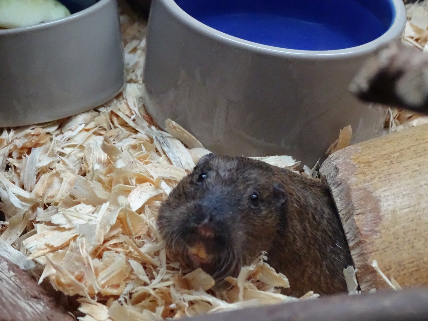 Botta's pocket gopher (Thomomys bottae)
