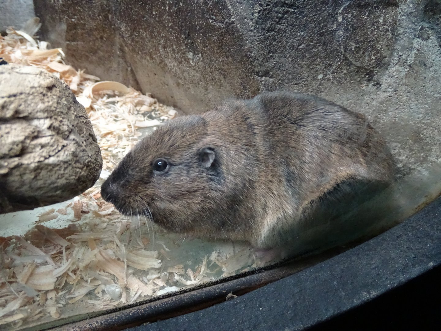 Botta's pocket gopher (Thomomys bottae)