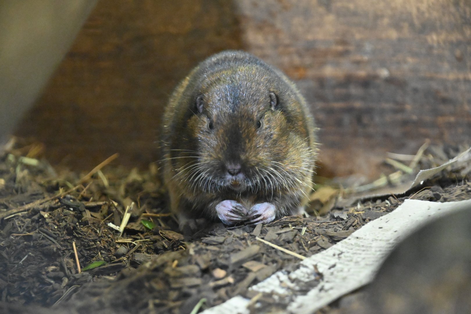 Botta's pocket gopher (Thomomys bottae)