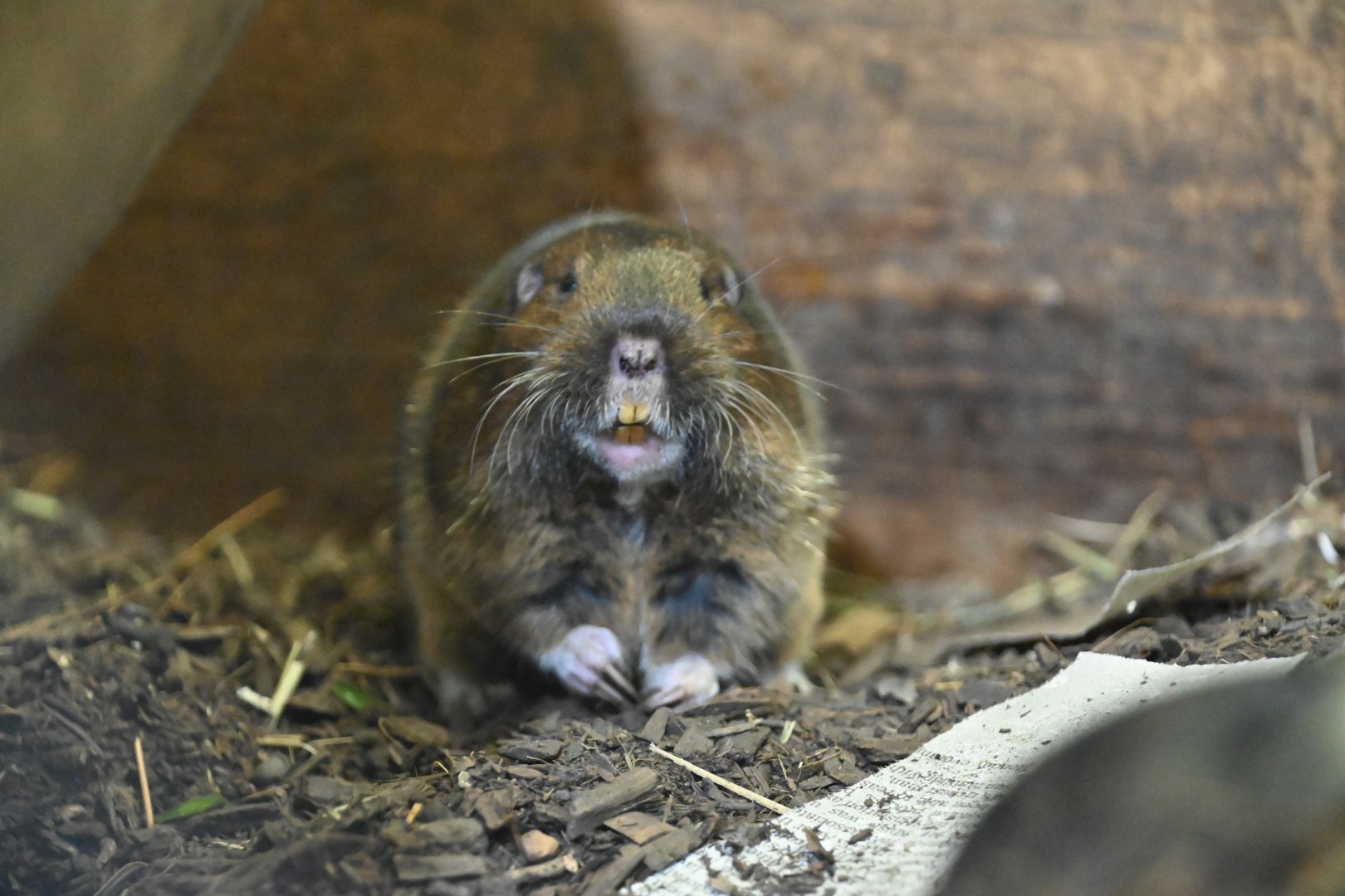 Botta's pocket gopher (Thomomys bottae)