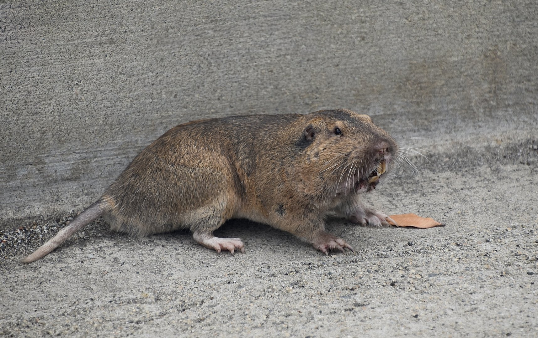 Botta's Pocket Gopher (Thomomys bottae)