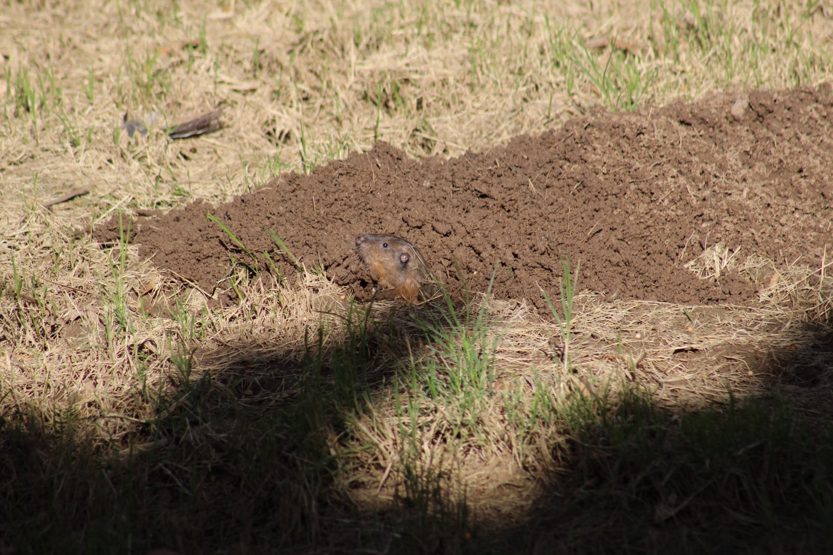 Botta's Pocket Gopher