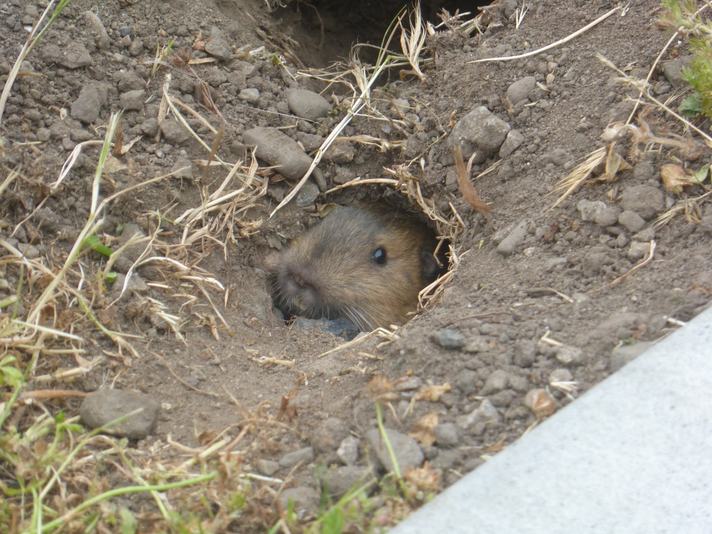 Botta's pocket gopher