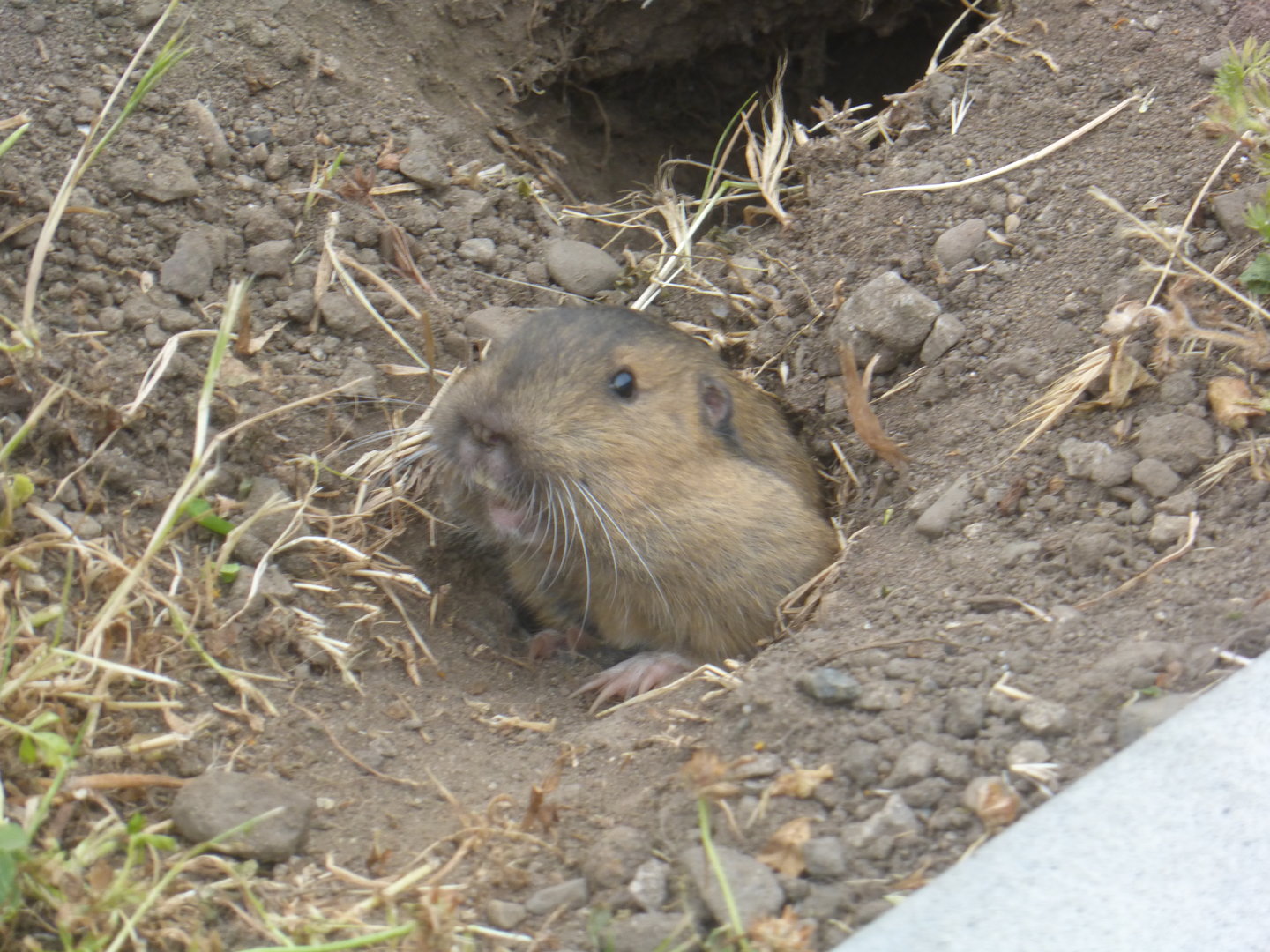 Botta's pocket gopher