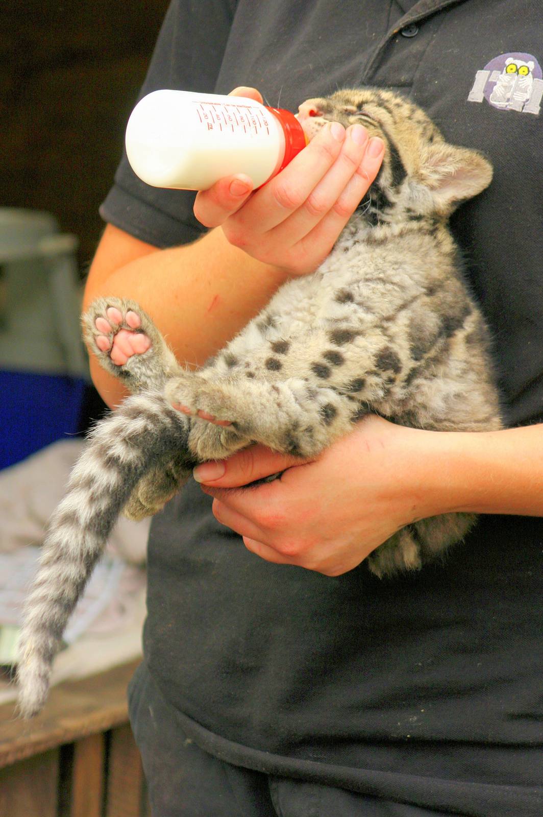 Bottle-fed clouded leopard cub; RSCC; 5th April 2014