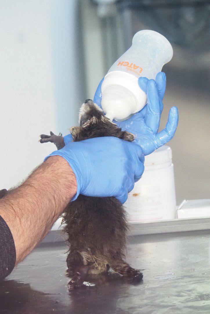 Bottle feeding a baby raccoon (Procyon lotor), 2023-05-16