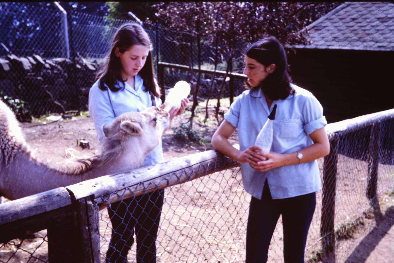 Bottle-feeding a Camel, July 1967