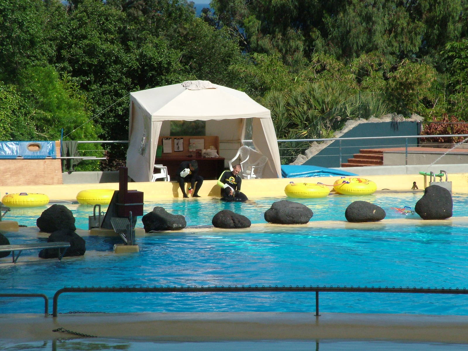 Bottle-feeding a Killer Whale Calf at Loro Parque, 08/11/10