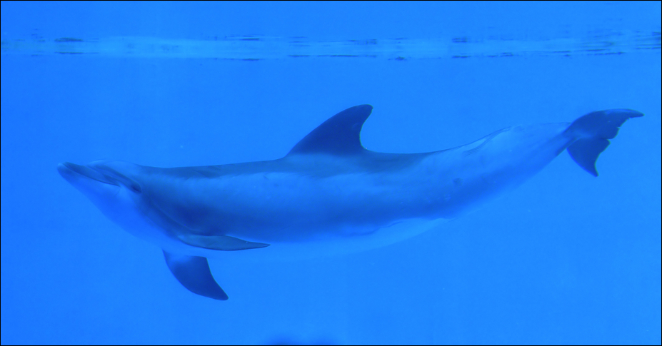 Bottle nose dolfin at nuremberg zoo