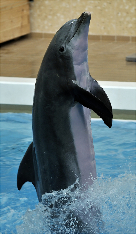 Bottle nose dolfin at nuremberg zoo