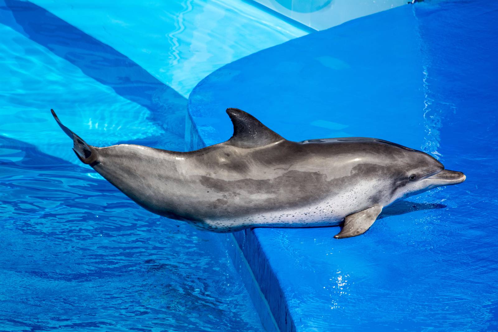 Bottle Nose Dolphin - Dolphin Show