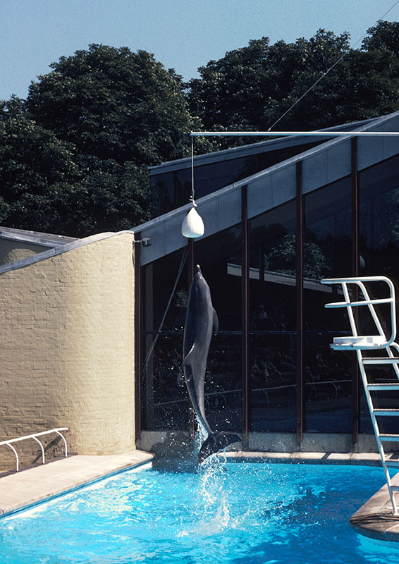 Bottle-nosed dolphin 1980