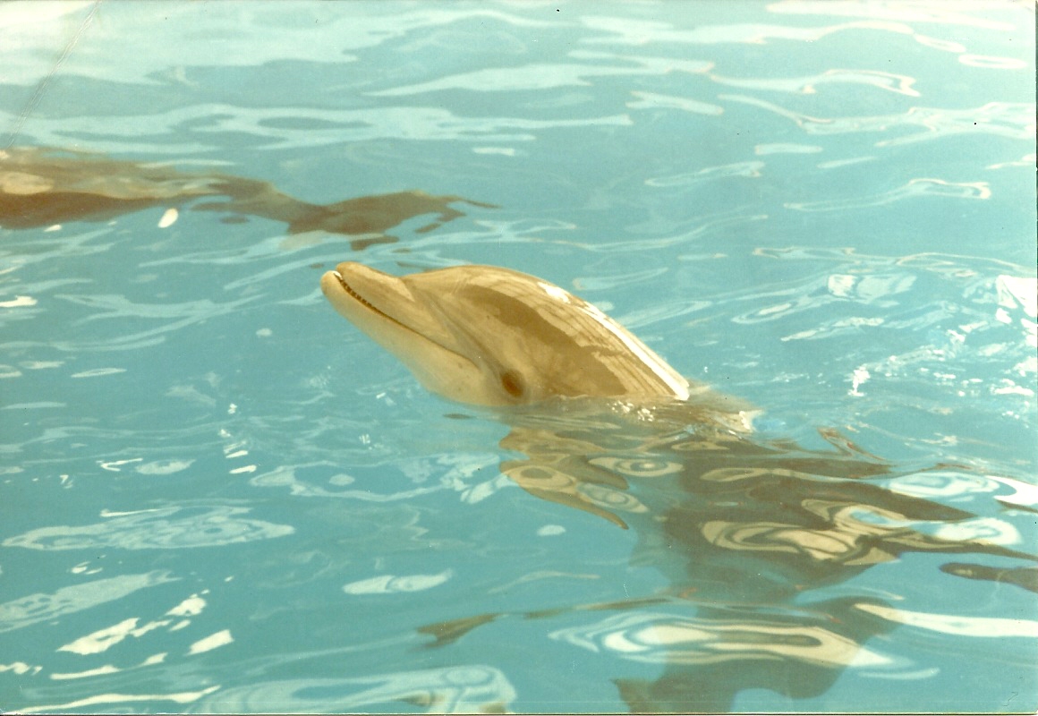 Bottle-nosed Dolphin 1985