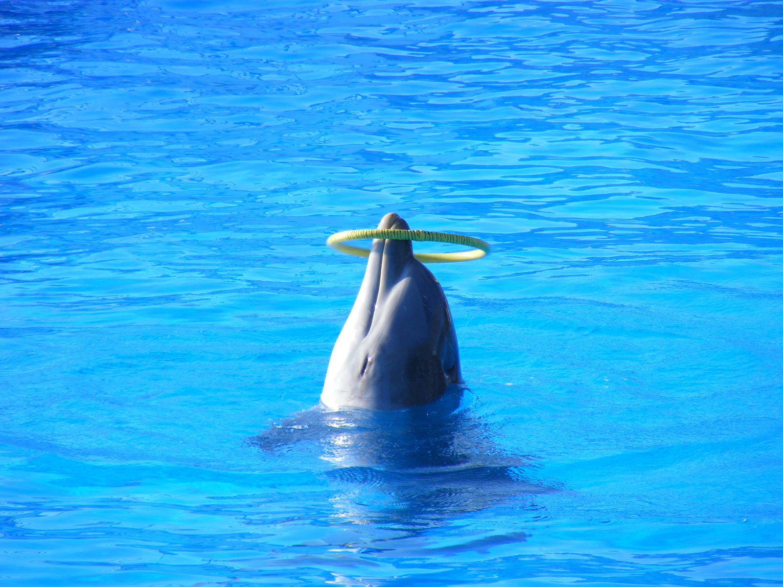 Bottle-nosed dolphin at Selwo Marina, 2 May 2009