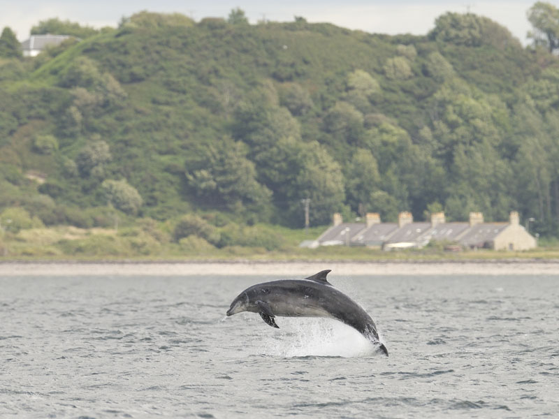 Bottle-nosed dolphin breaching