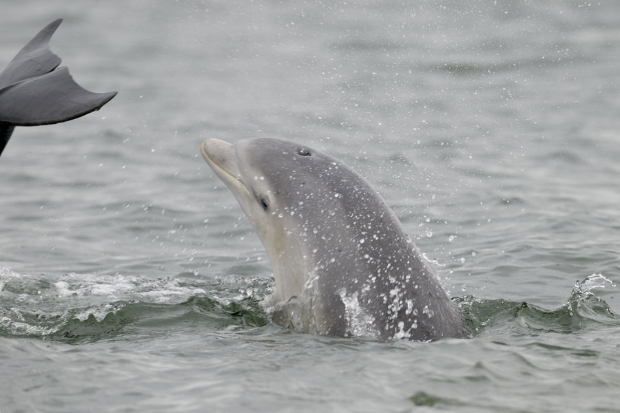 Bottle-nosed dolphin calf