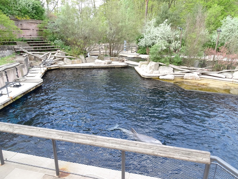 Bottle-nosed dolphin enclosure