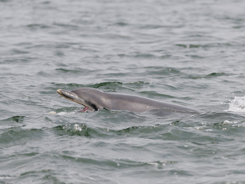 Bottle-nosed dolphin hunting salmon