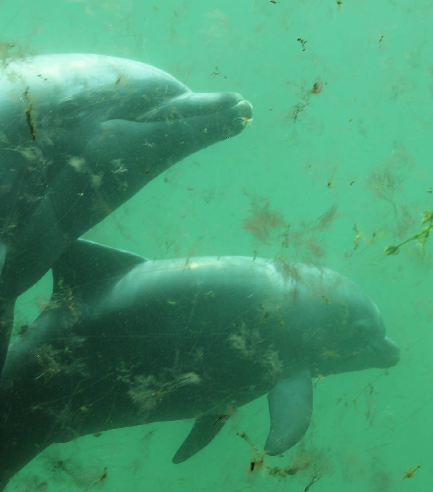 Bottle-nosed dolphin with young
