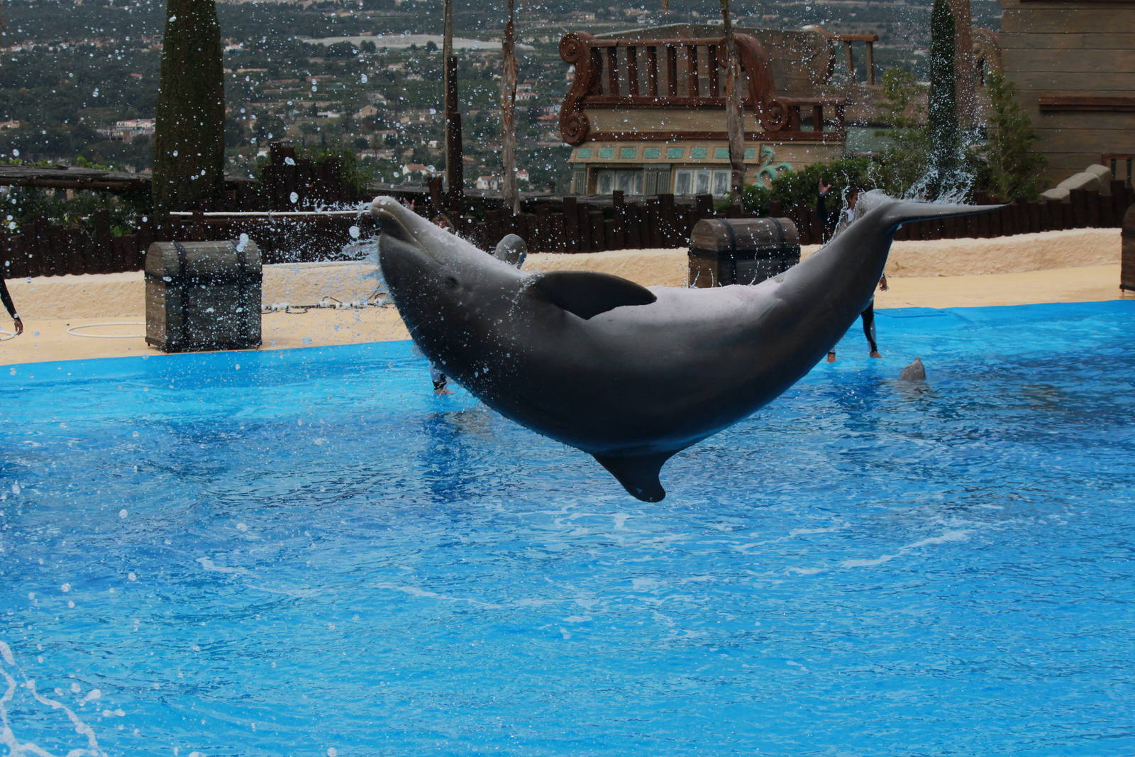 Bottle-nosed Dolphin