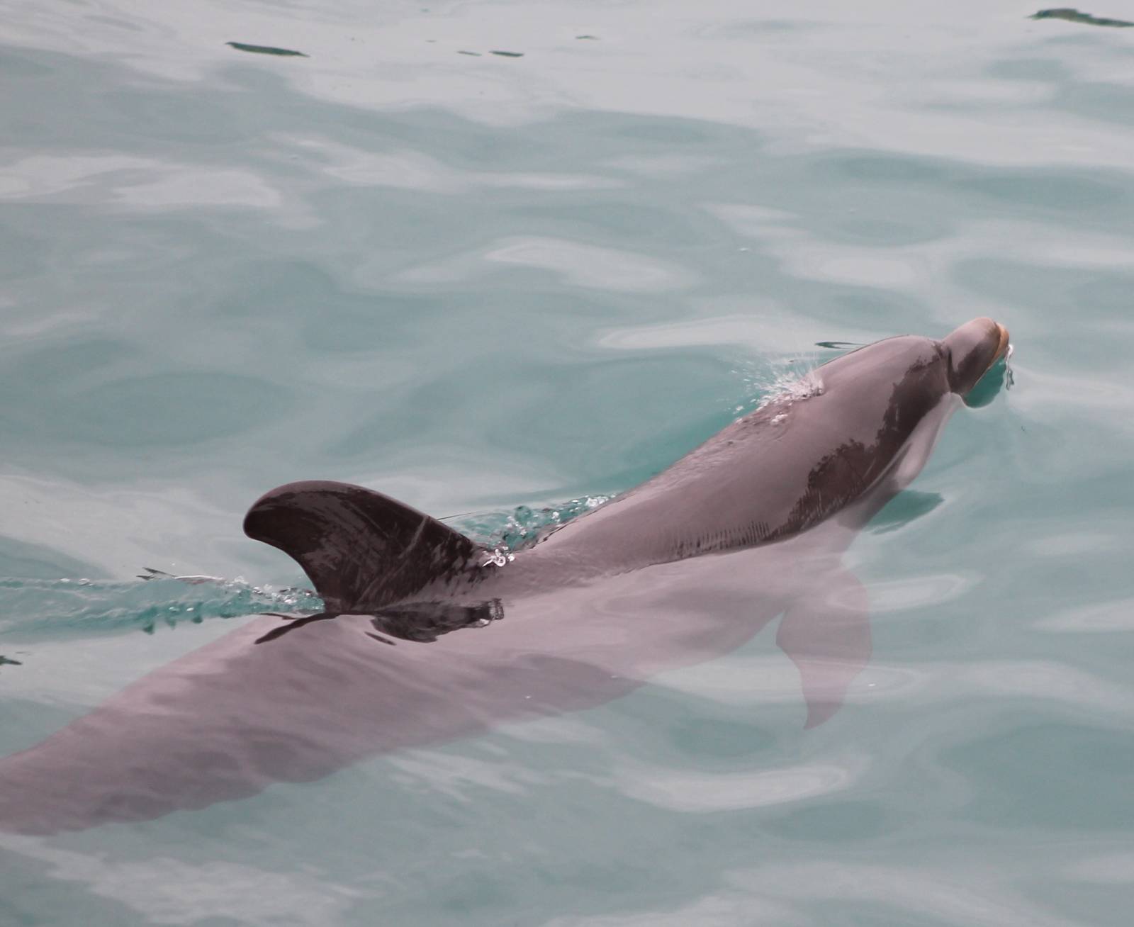 Bottle-nosed dolphin