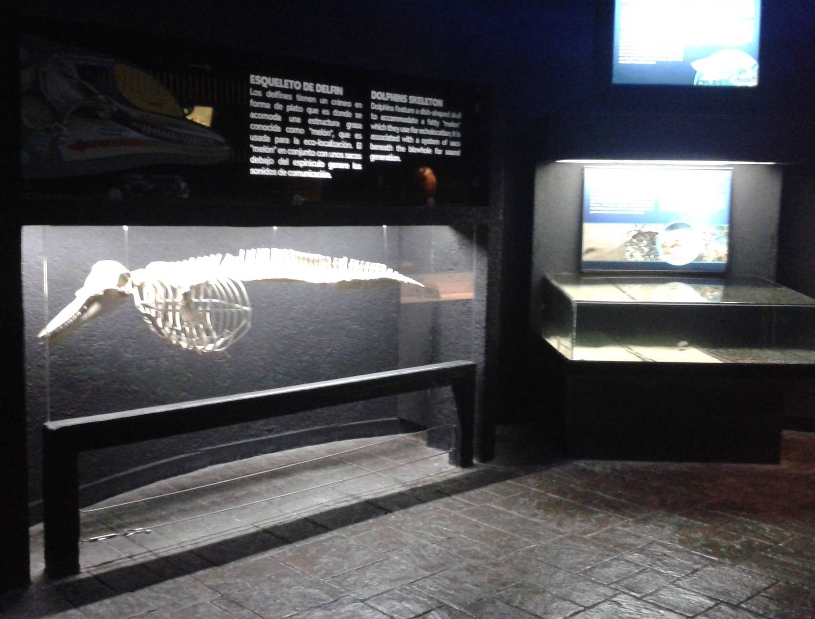 Bottle-nosed dolphin