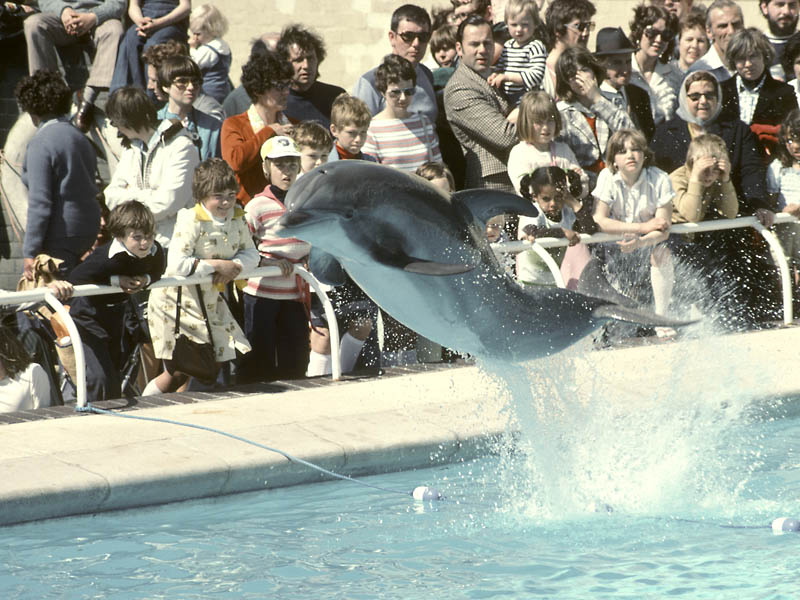 Bottle-nosed dolphin