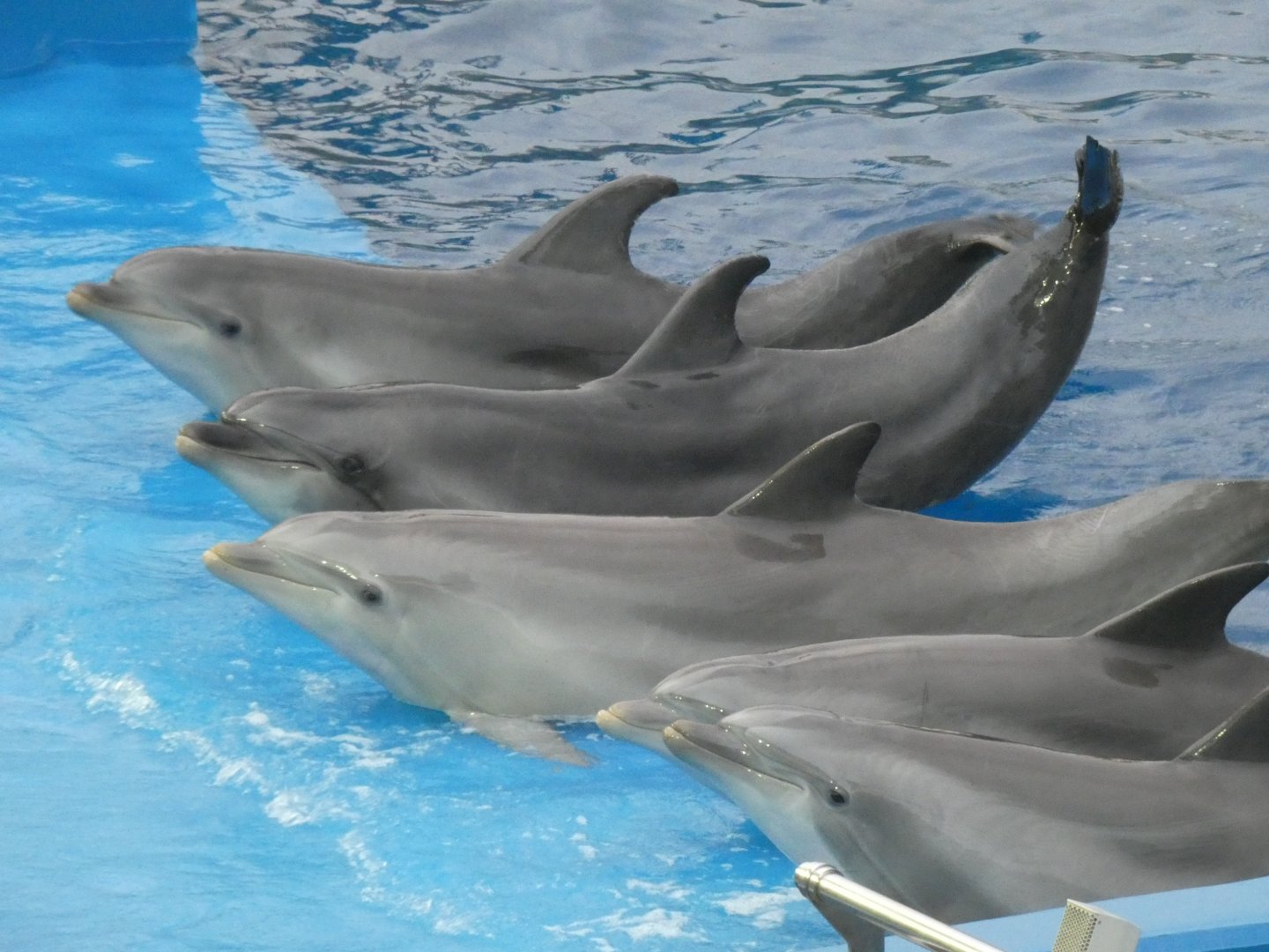 Bottle-nosed Dolphin