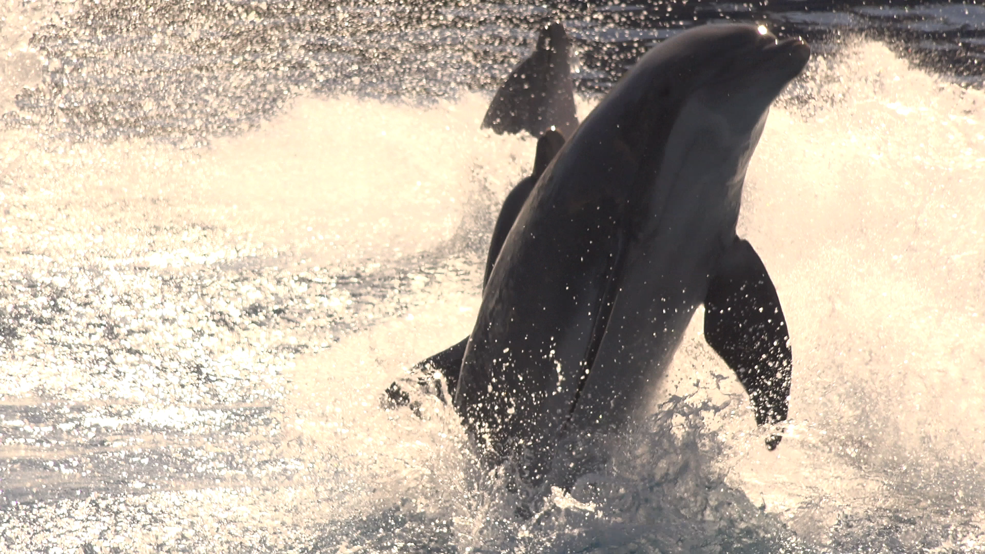 Bottle nosed Dolphin