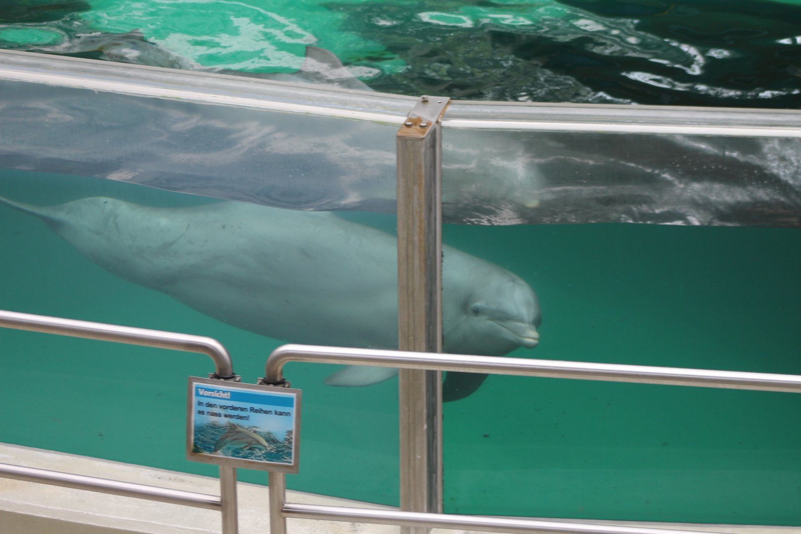 Bottle-nosed dolphin