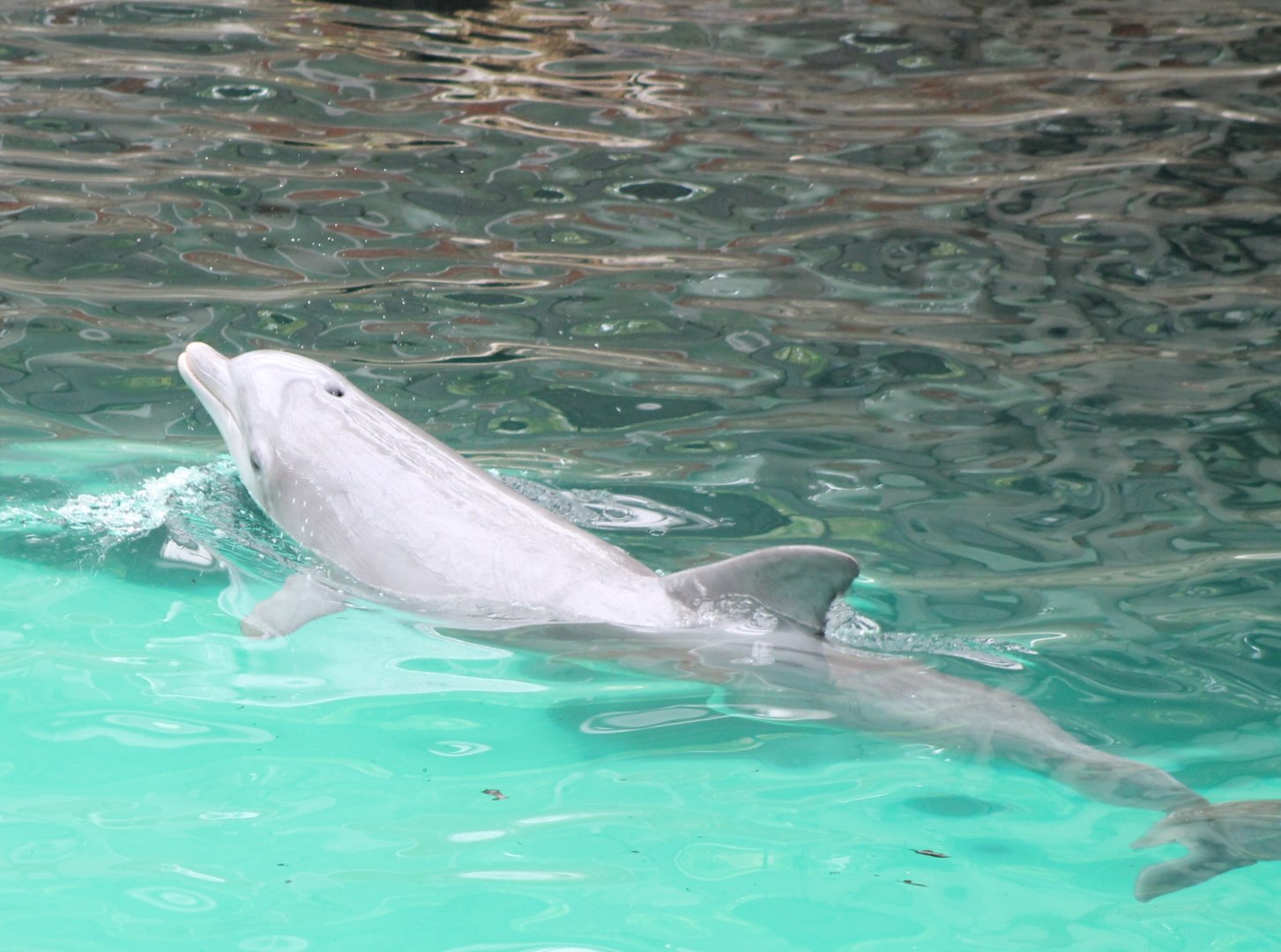 Bottle-nosed dolphin