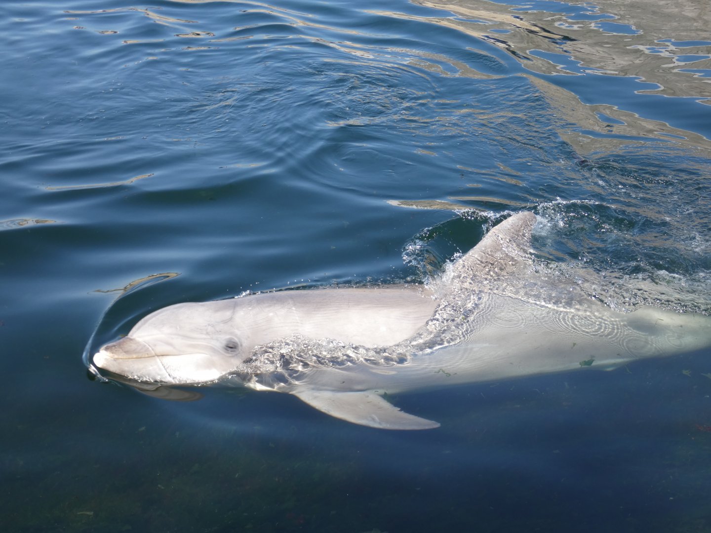 Bottle-nosed Dolphin