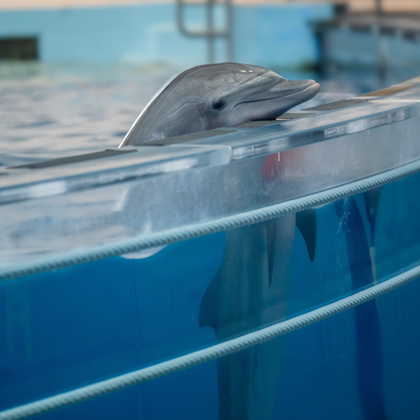 Bottle nosed dolphin