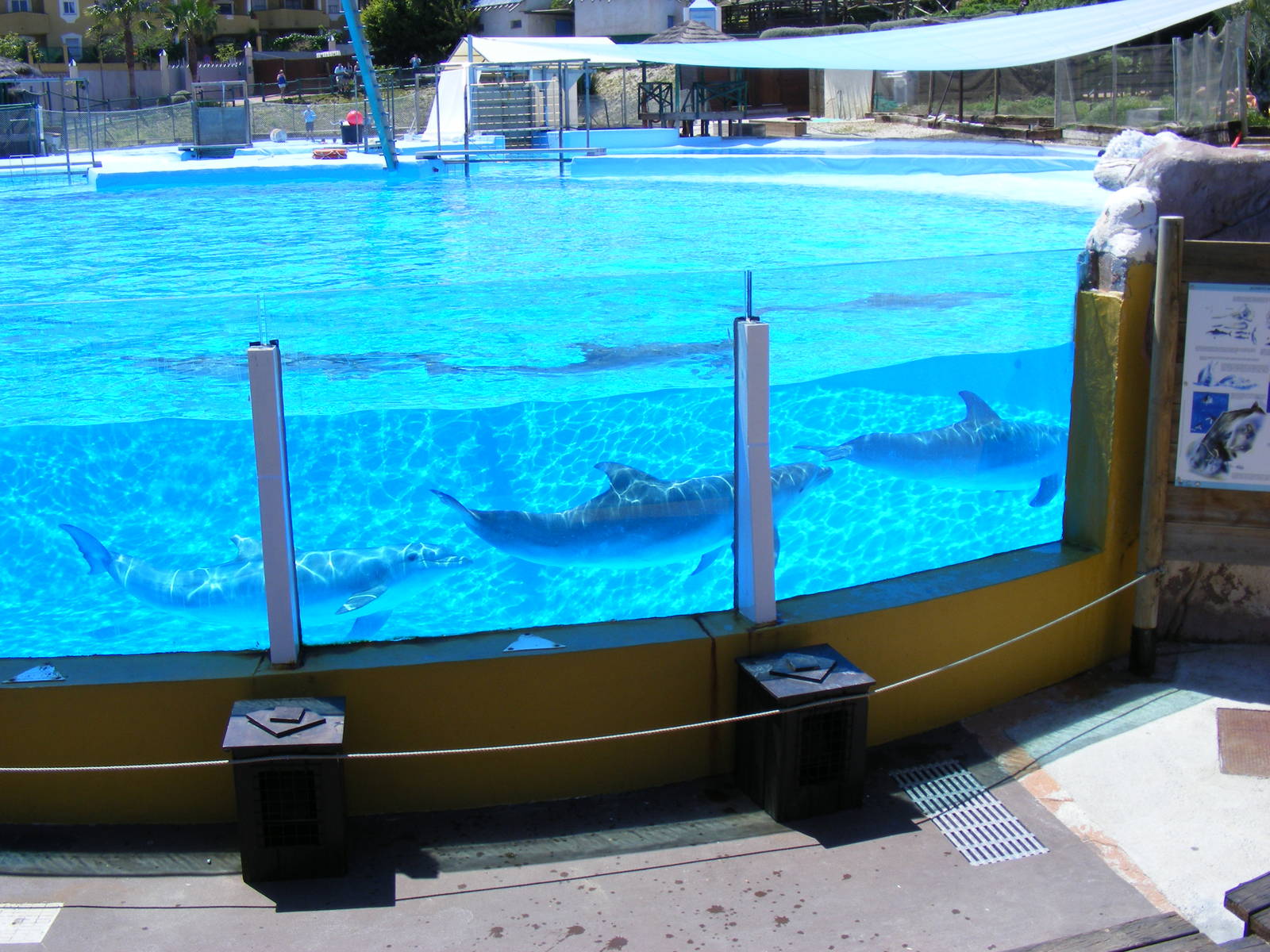 Bottle-nosed dolphins at Selwo Marina, 2 May 2009