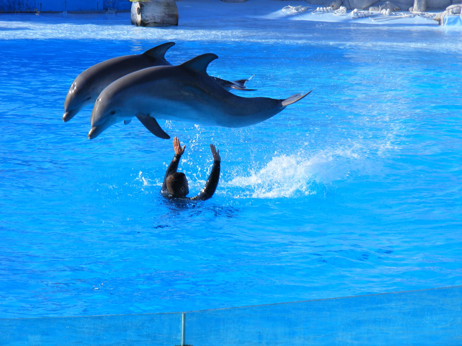 Bottle-nosed dolphins at Selwo Marina, 2 May 2009