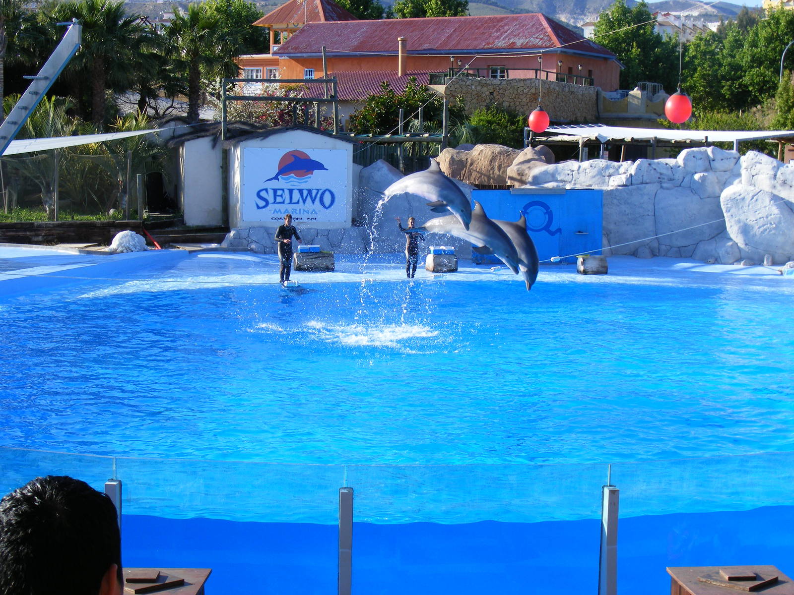 Bottle-nosed dolphins at Selwo Marina, 2 May 2009