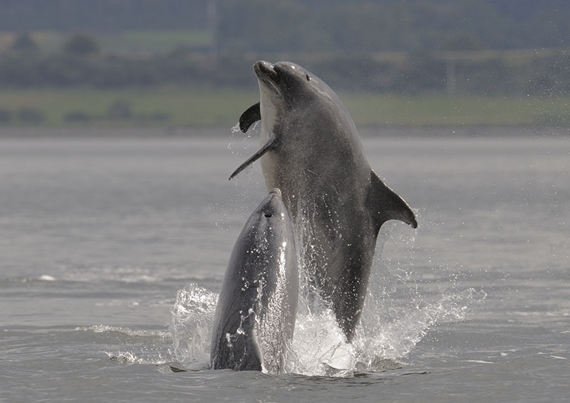 Bottle-nosed dolphins