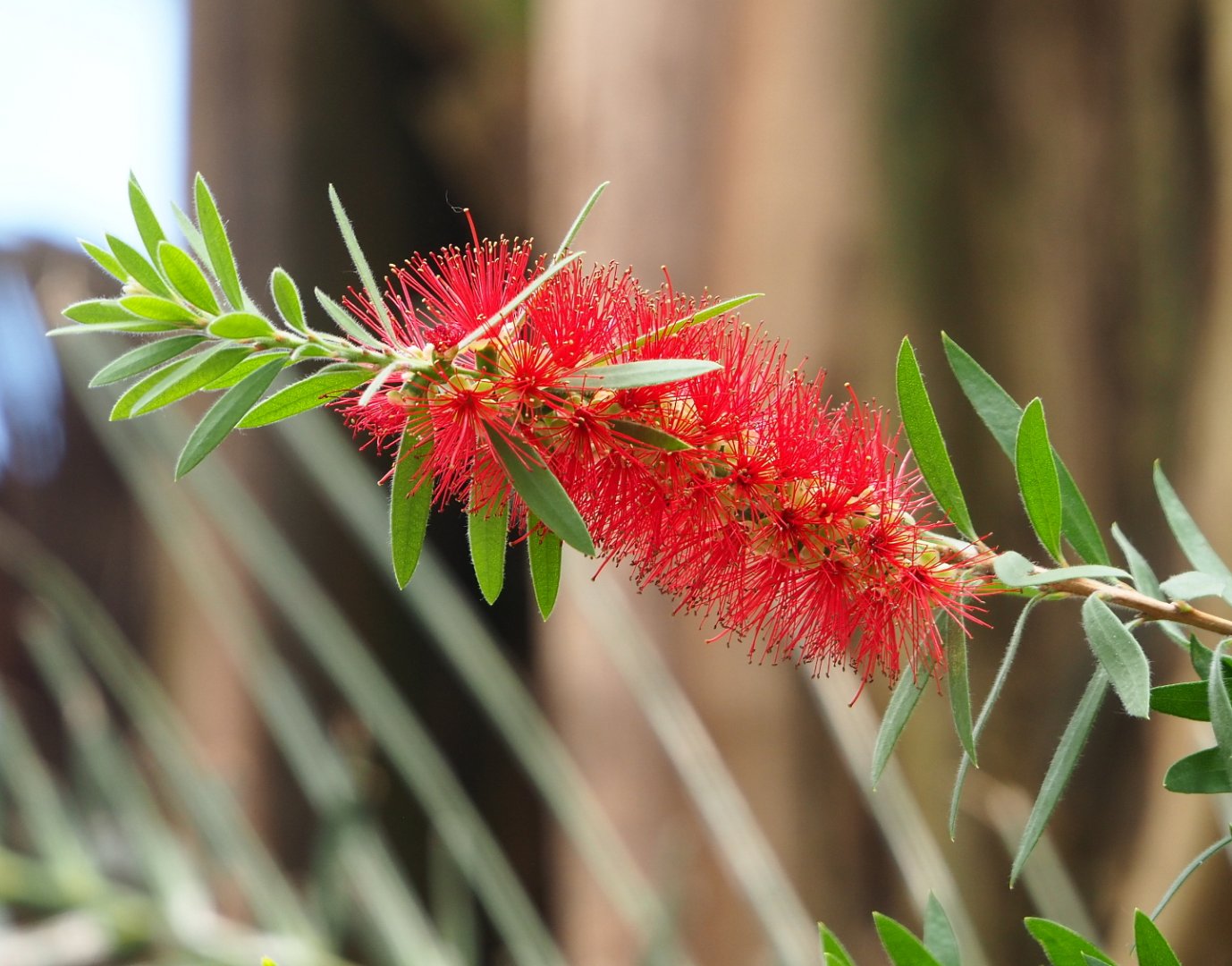 Bottlebrush flowers (Callistemon species), 2021-06-15