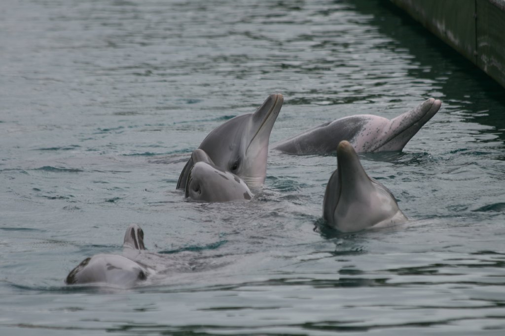 Bottlenose and Indopacific Humpback Dolphins