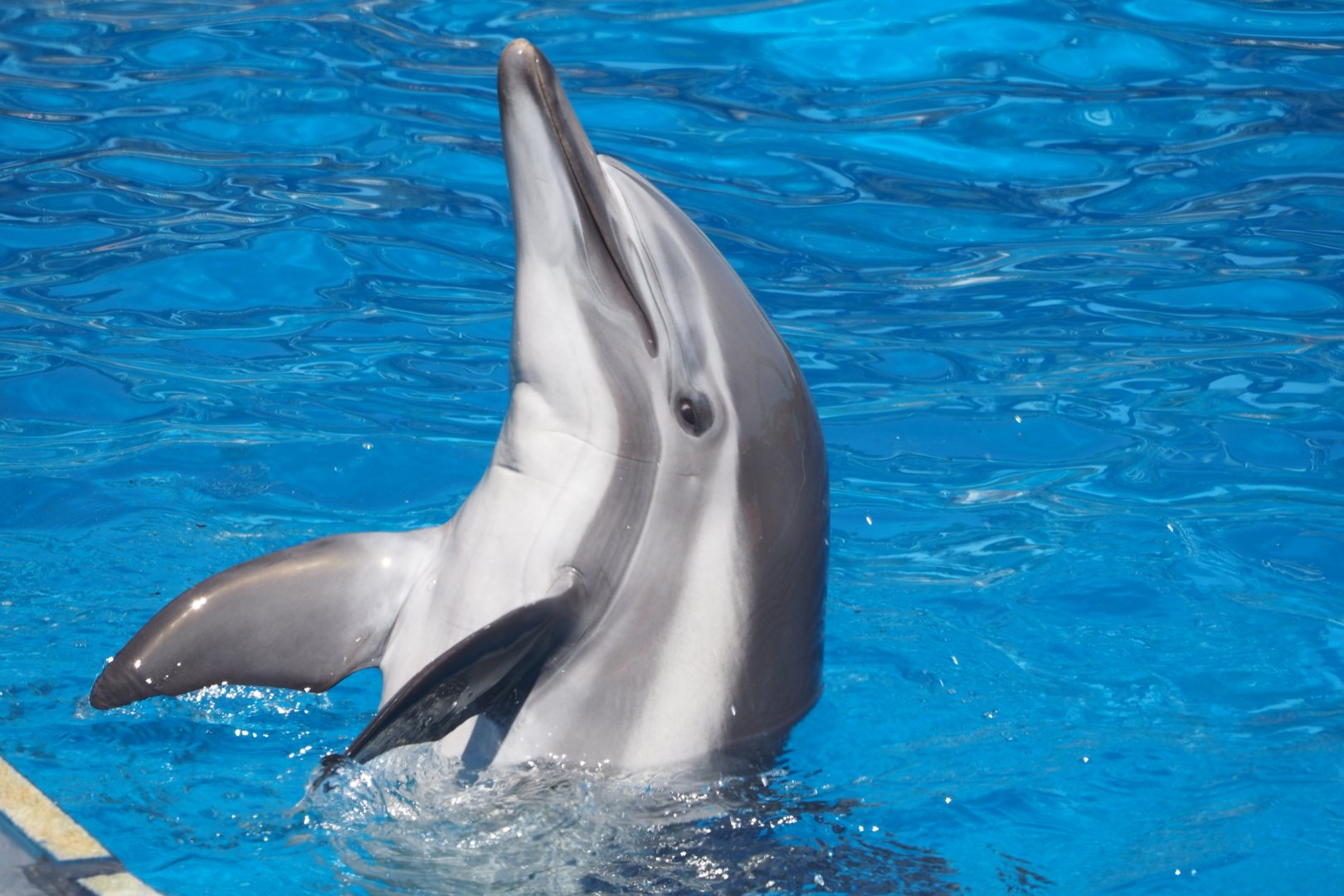 Bottlenose/common dolphin hybrid "Bullet"