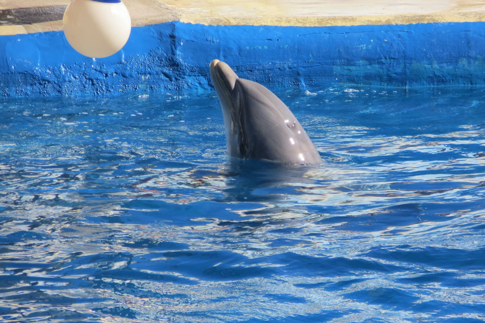 Bottlenose Dolphin 150216