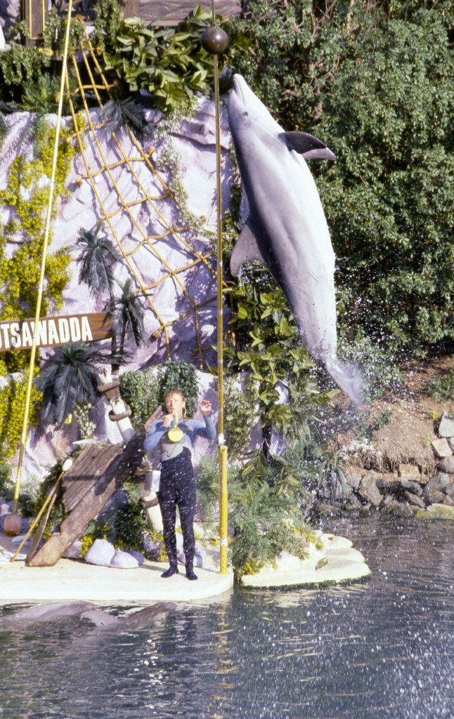 Bottlenose Dolphin - 1981