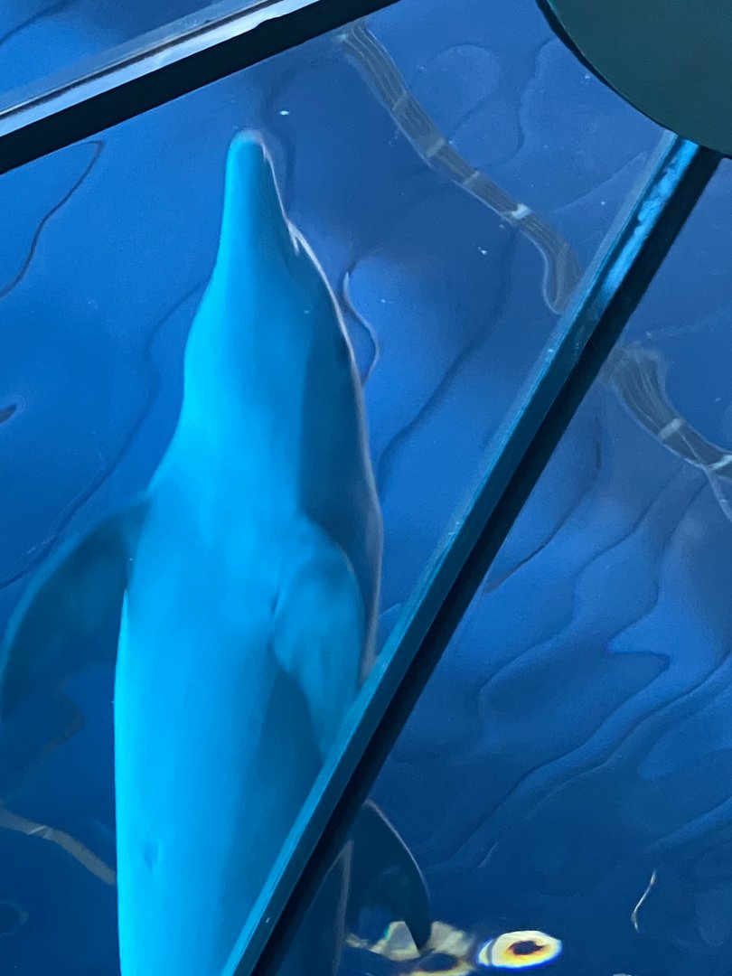 Bottlenose Dolphin - 2/12/2023