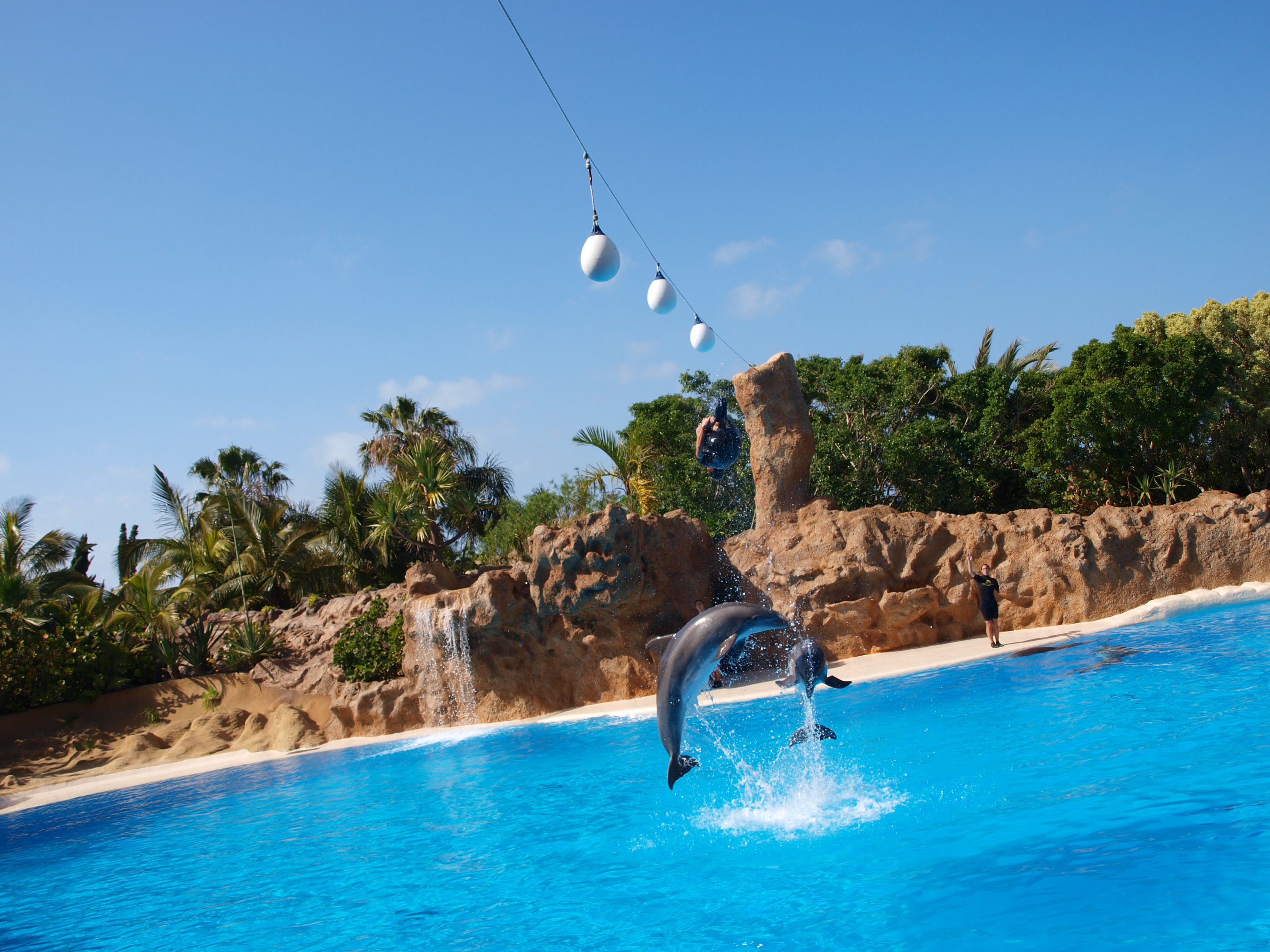 Bottlenose dolphin 2011