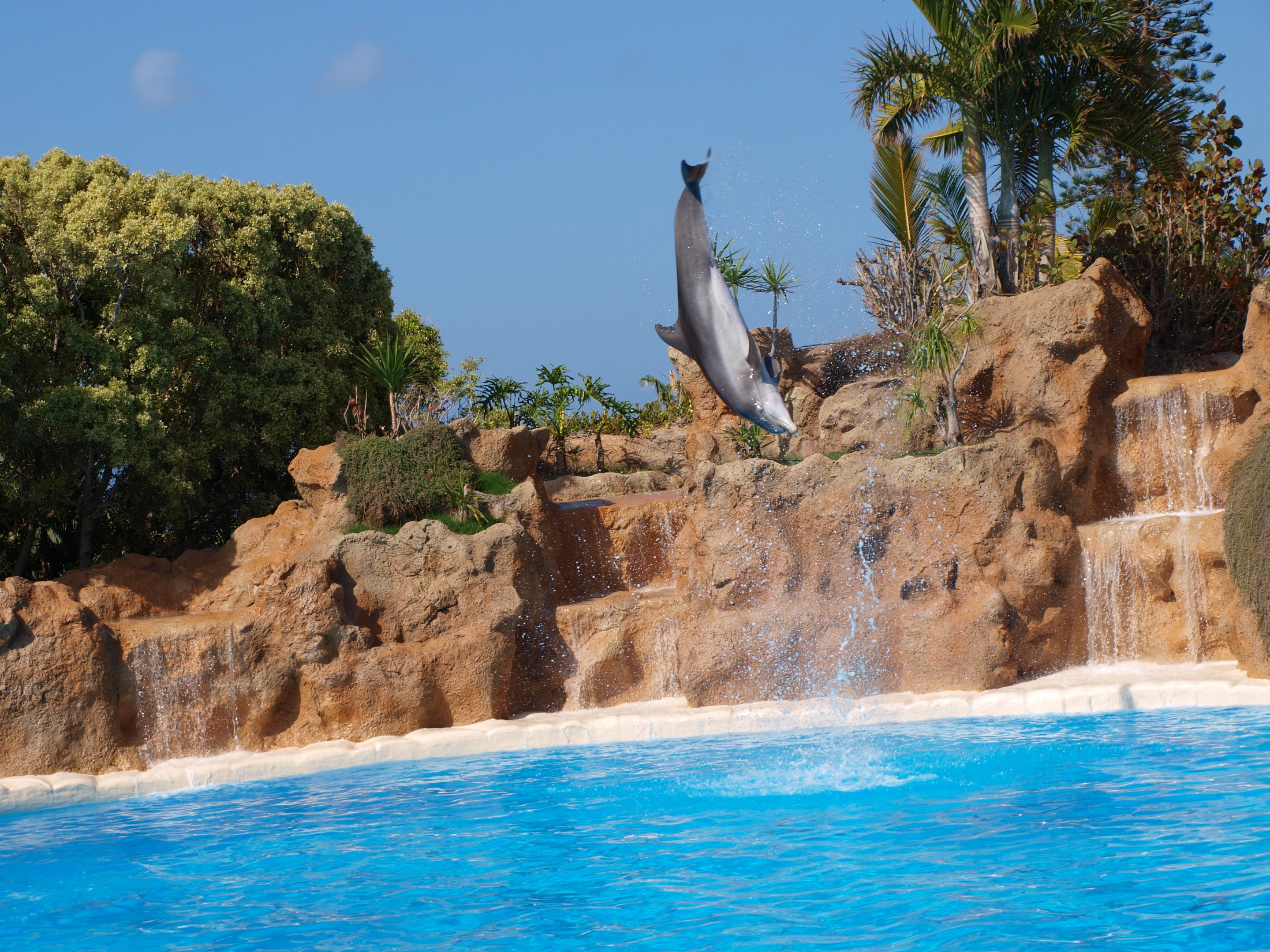 Bottlenose dolphin 2011