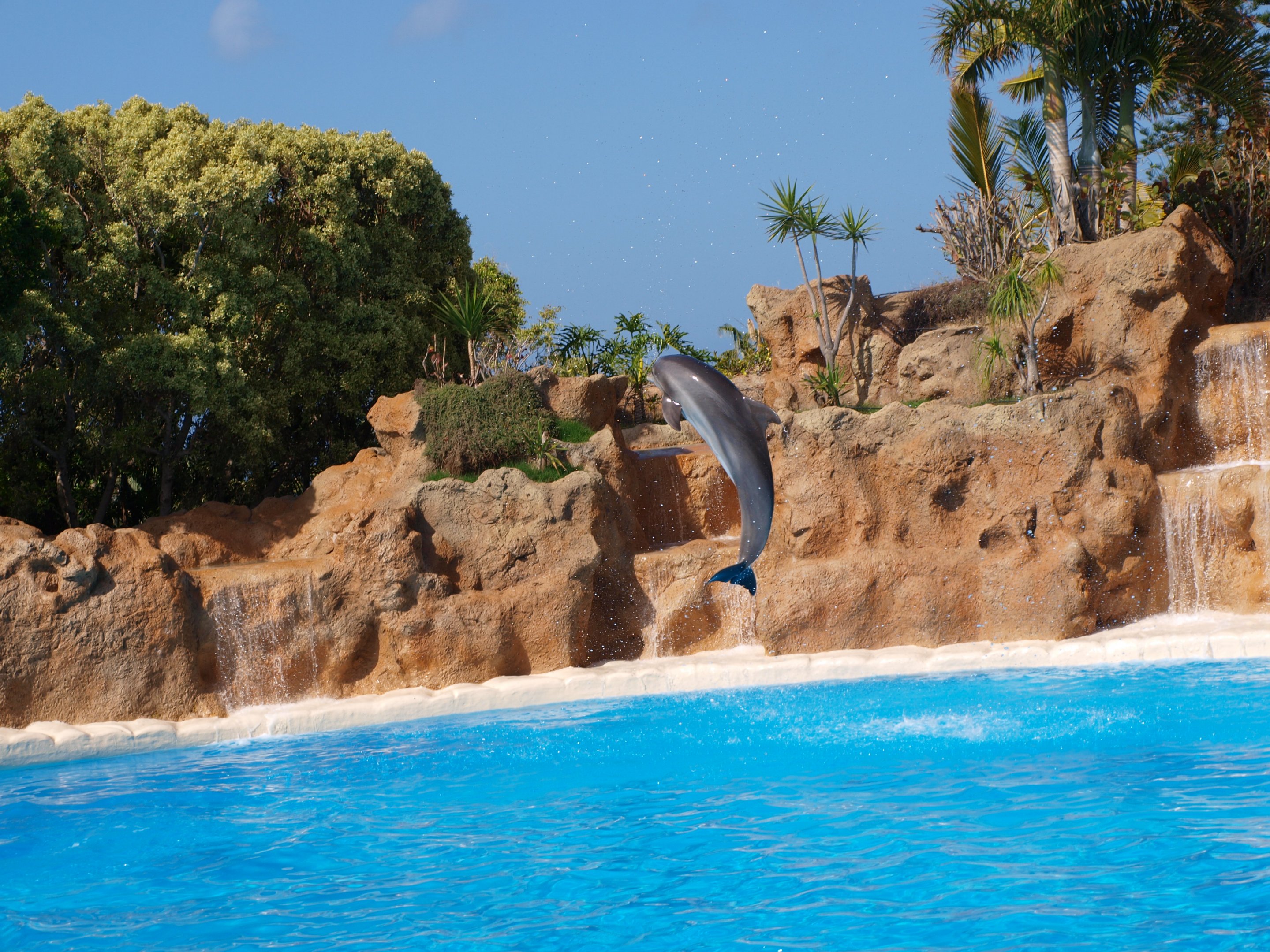 Bottlenose dolphin 2011