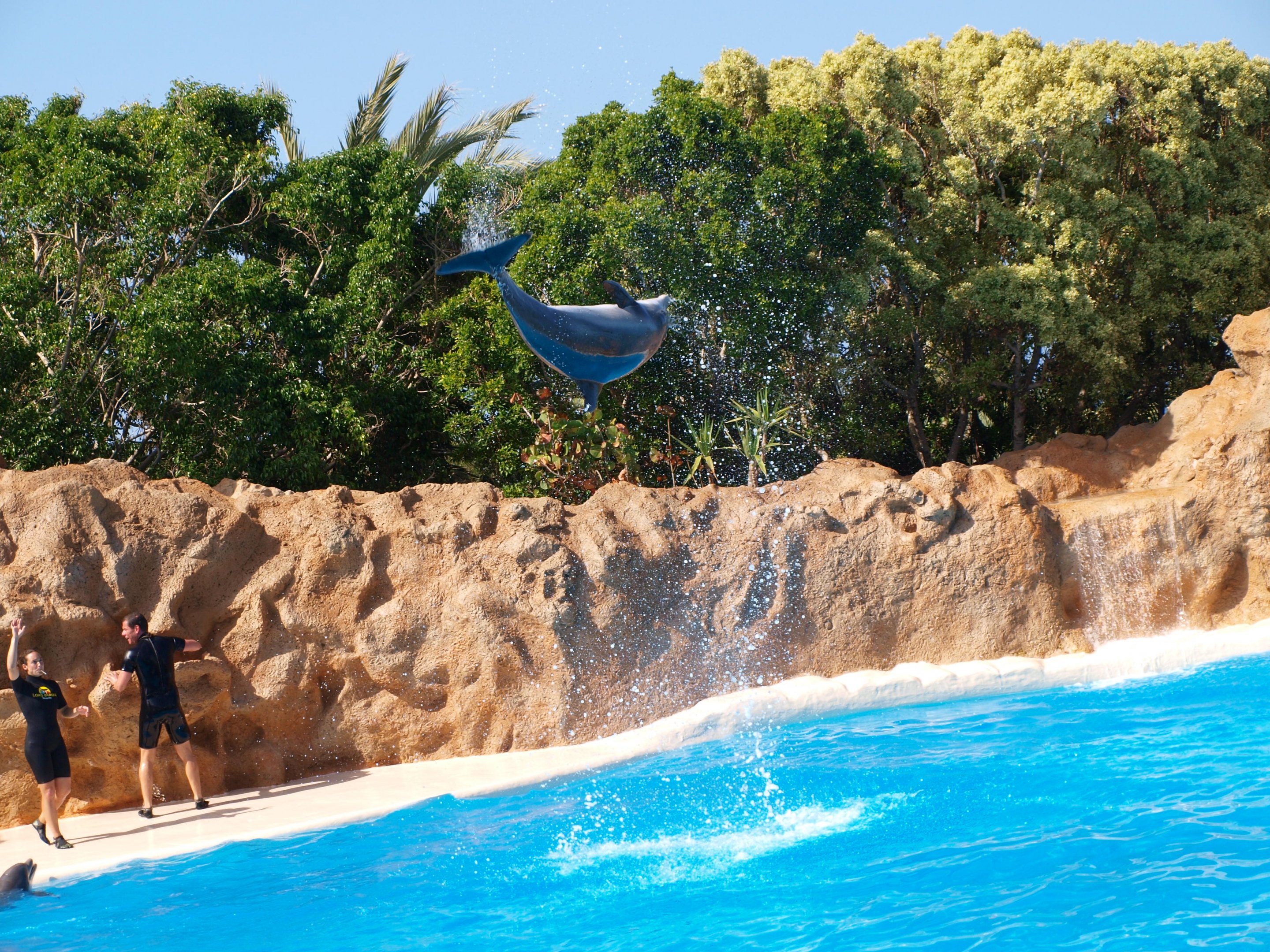 Bottlenose dolphin 2011