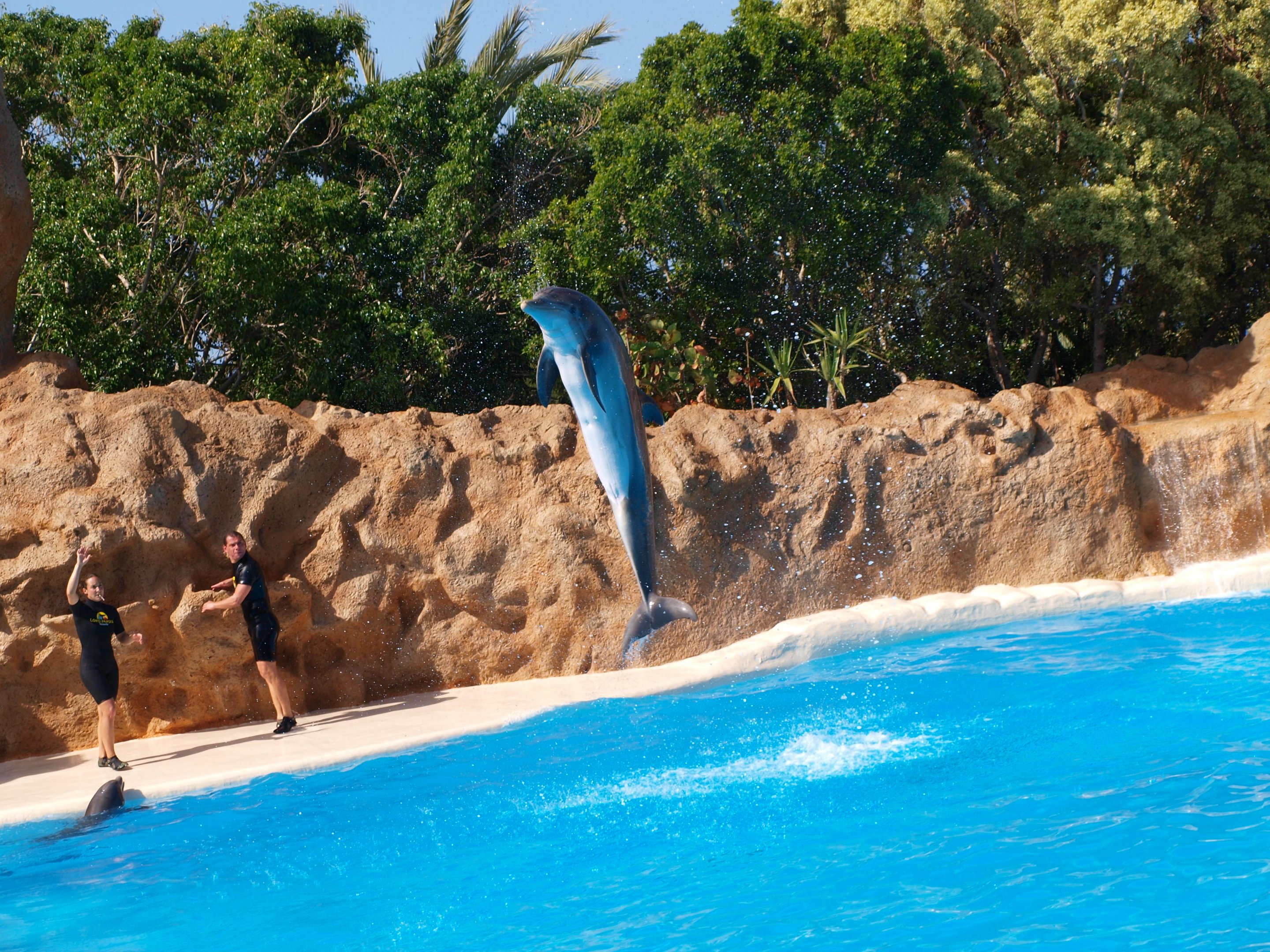 Bottlenose dolphin 2011